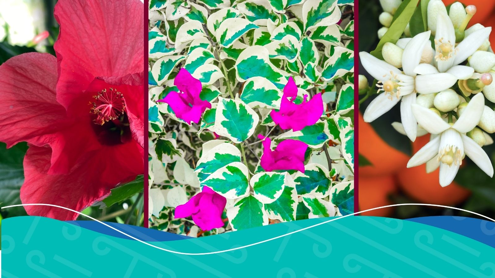 Take a look at the most common plants in Spain