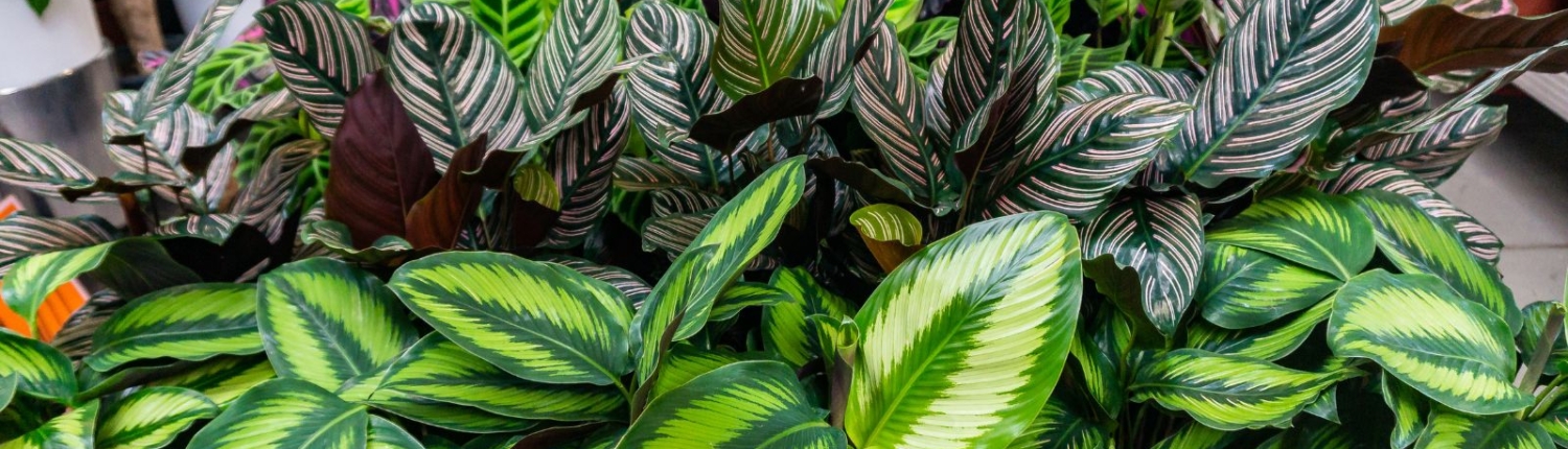 There are a lot of beautiful plants in Spain