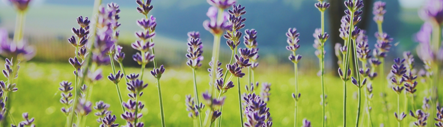 Lavender is one of the most common plants in Spain